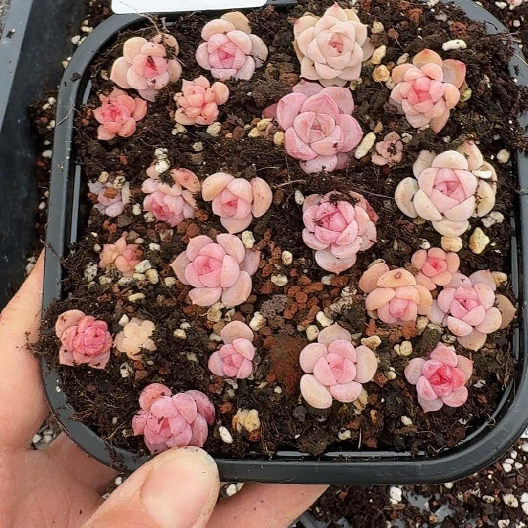 杂交新品珍妮多肉1941