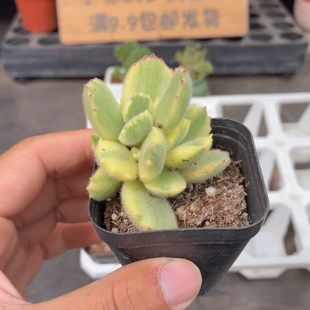 白熊多肉9.9包邮发货