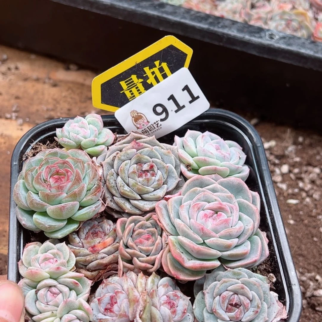 多肉植物多肉植物