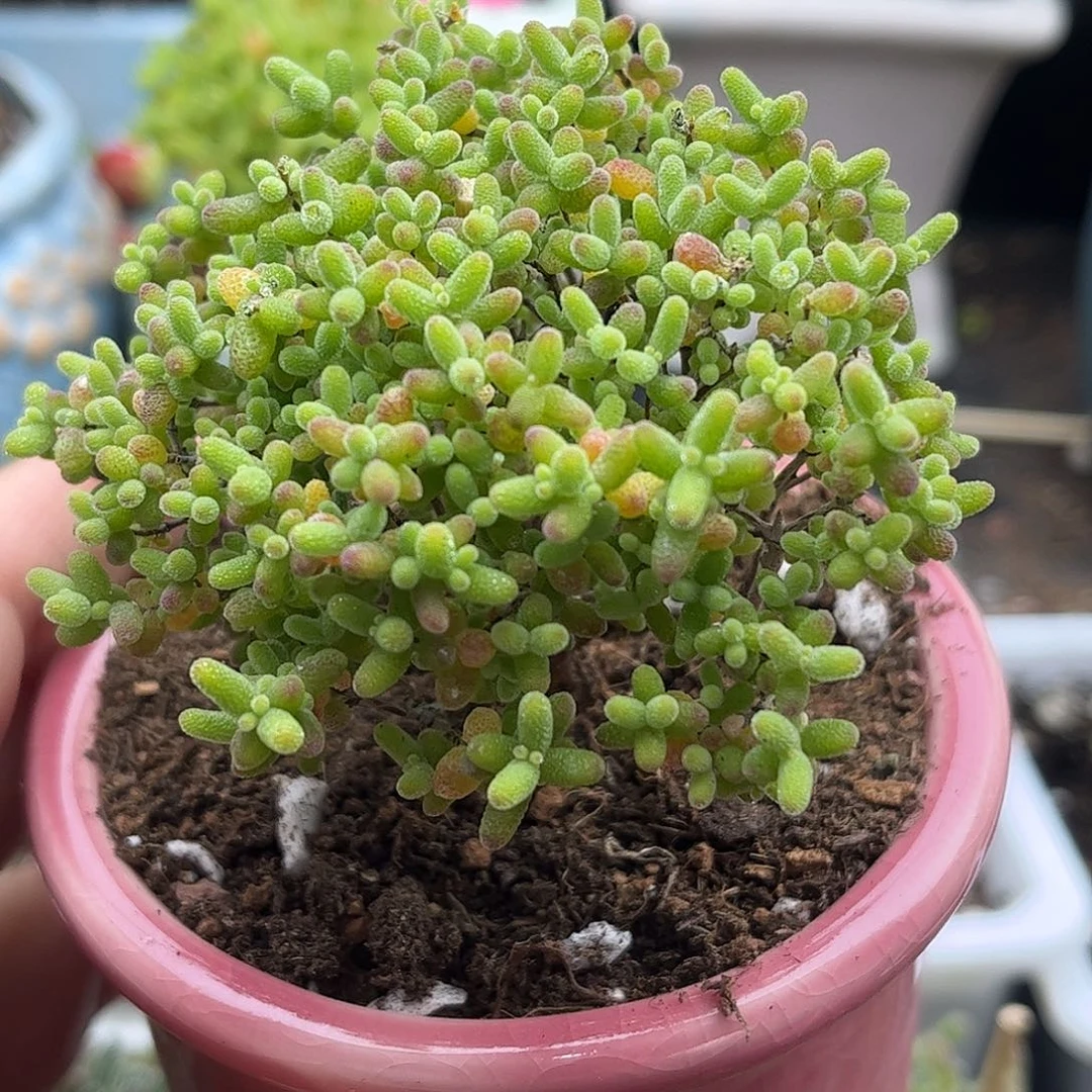 ꧔****蜜桔带盆优选枝干