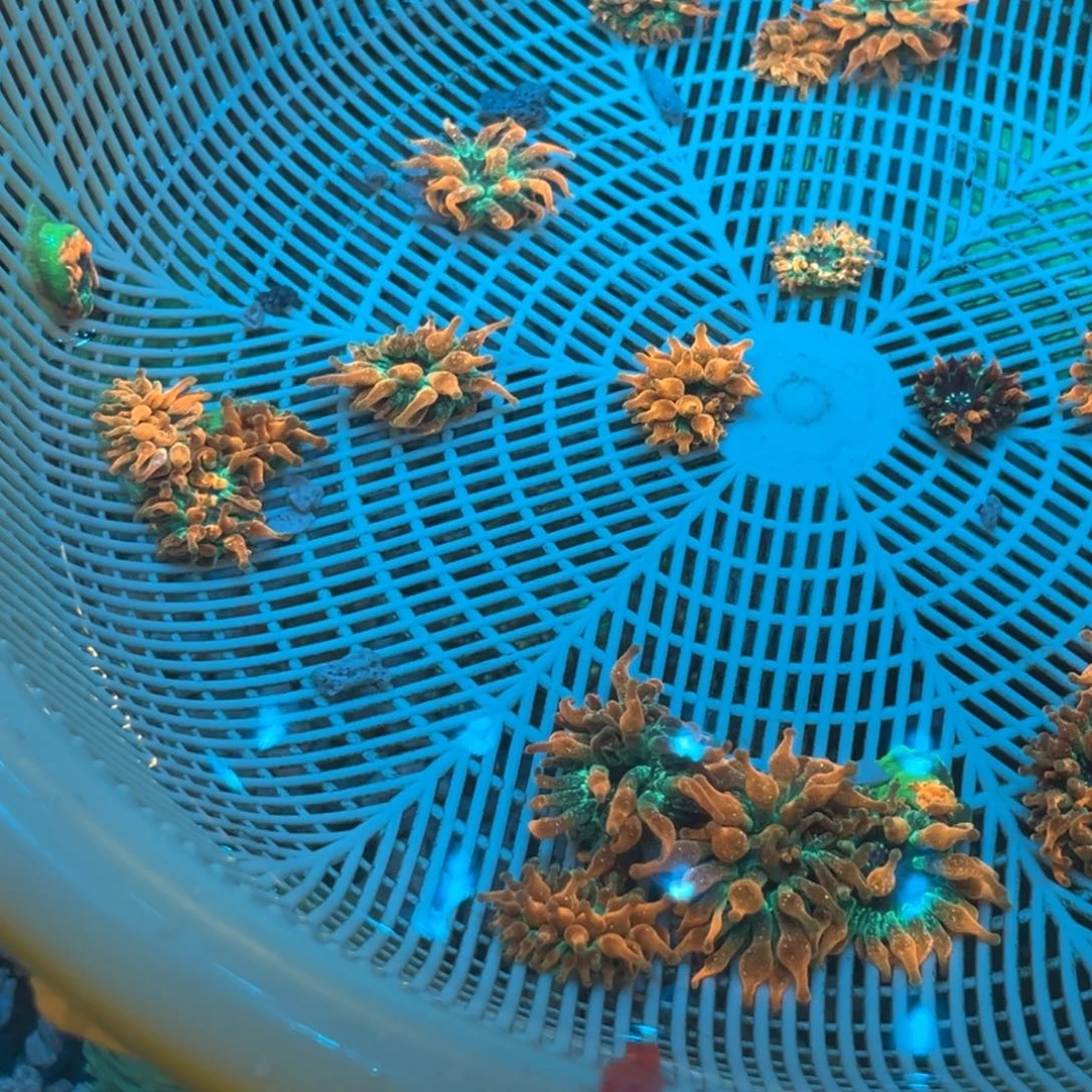 李***啤纽扣珊瑚红奶嘴2个。