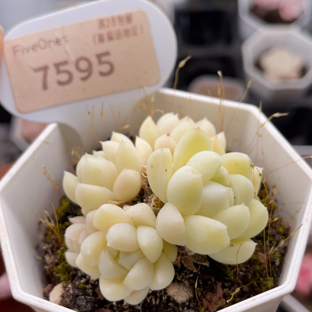 白月光7595-5.0厘米