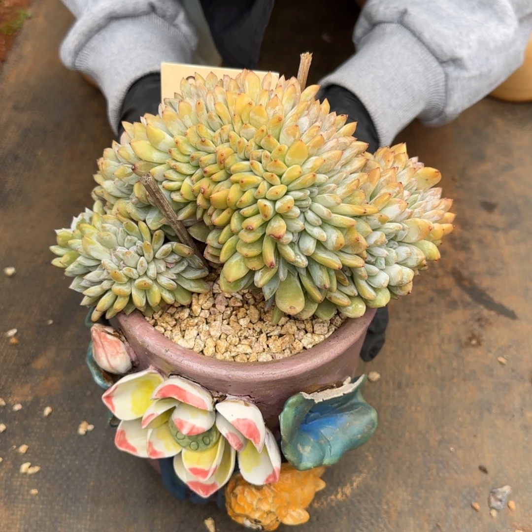 三***糕星影缀。   0069号。