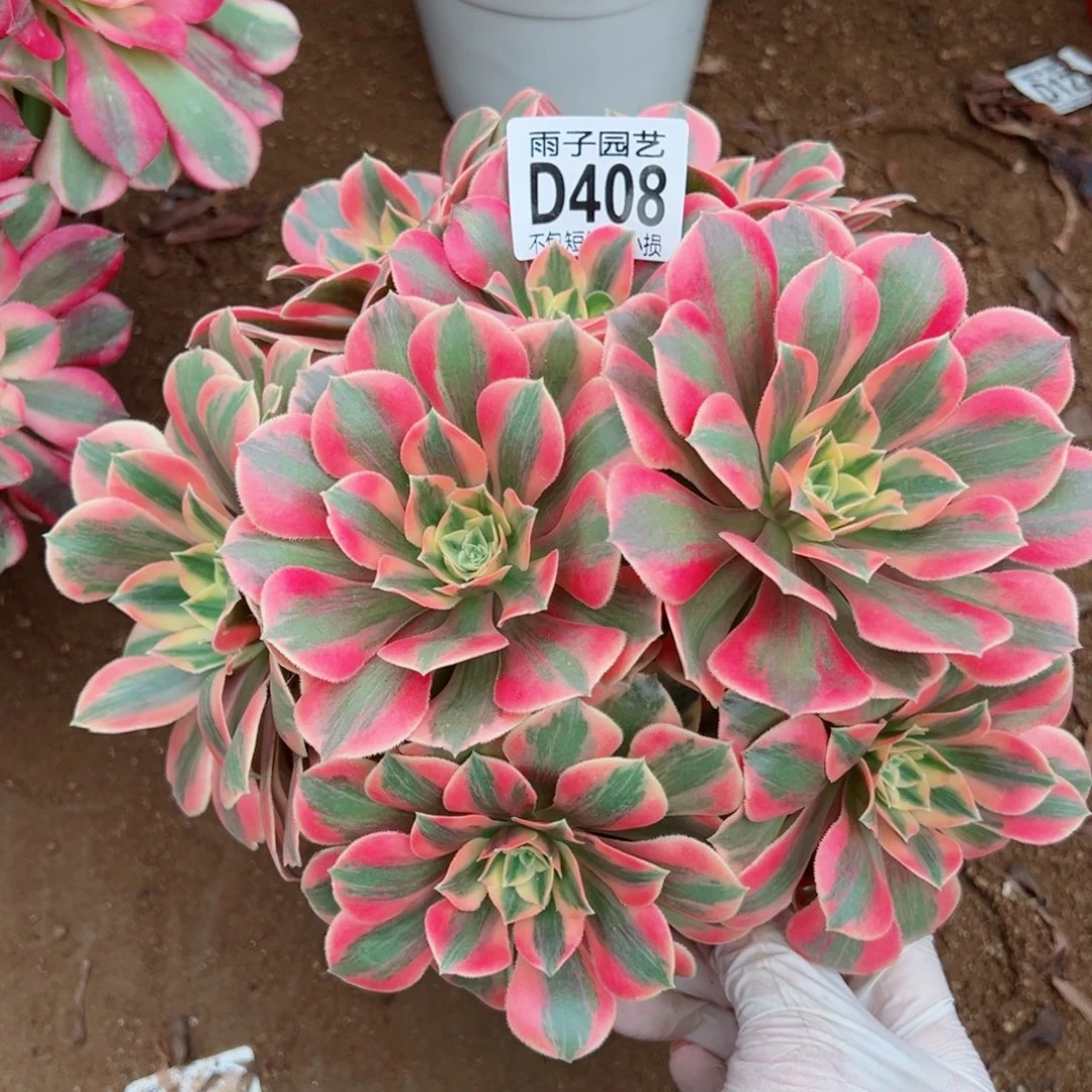 408女妖雨子多肉植物