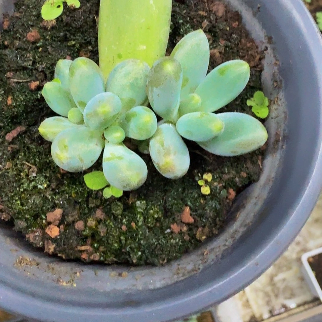 胖体烟花小苗一物一拍