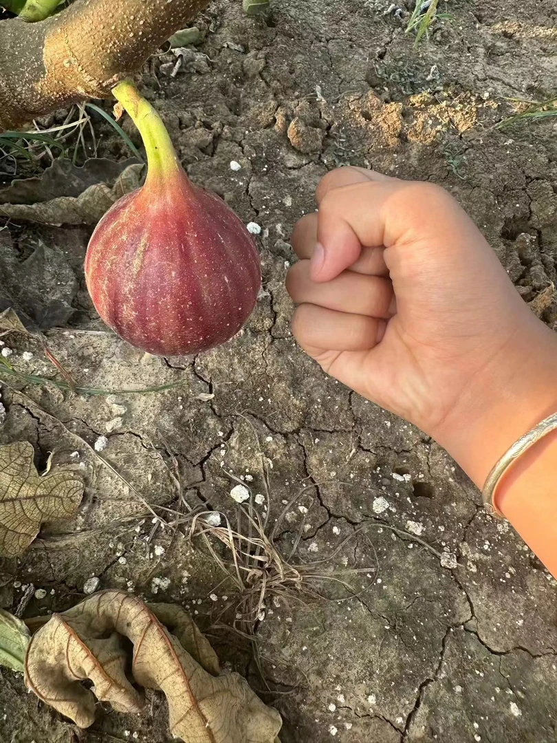 红皮无花果新鲜现摘当季清甜顺丰包邮水果蔬菜新鲜无花果