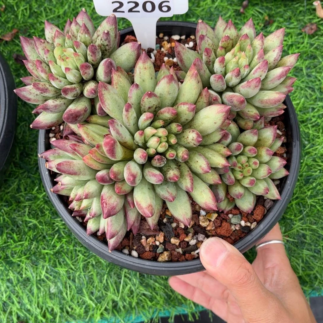 冉***姐多肉植物2206………….