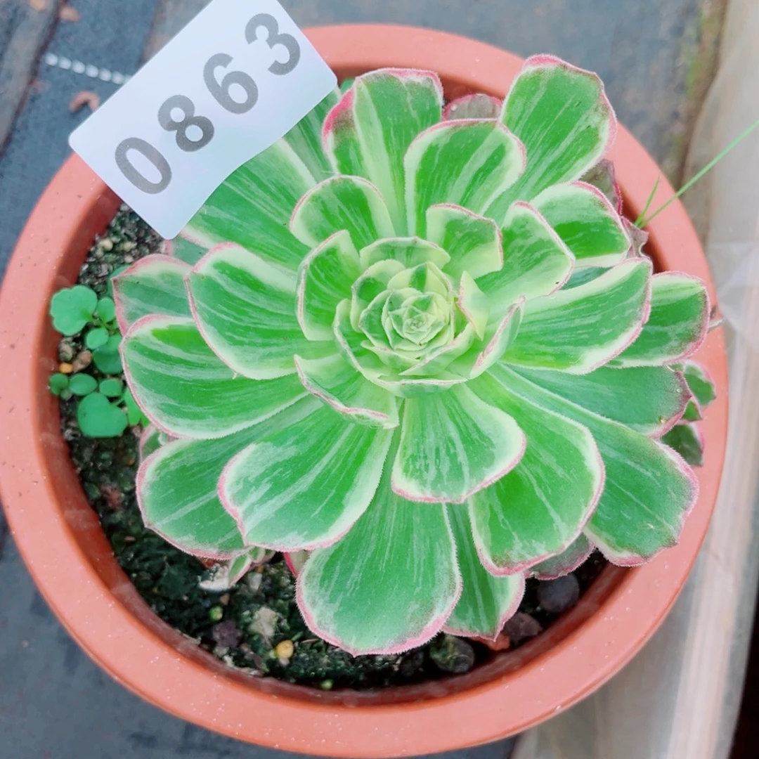 水蜜桃多肉发货发货
