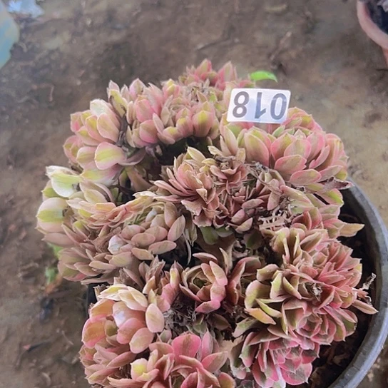 韵***姐多肉植物一个法师