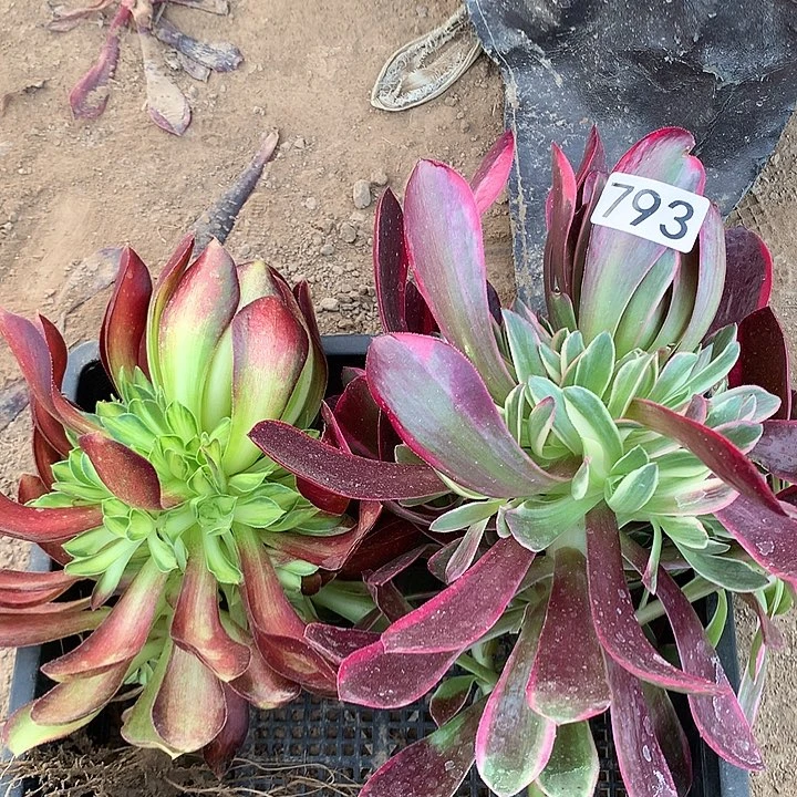 793韶华➕金丝熊多肉植物3