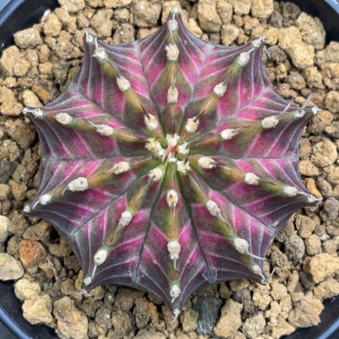 当前无花朵，栽培后可花朵肋骨轮回