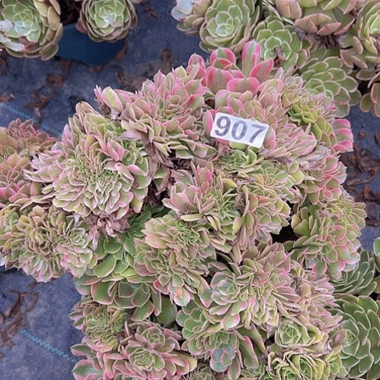 阿***达多肉植物一个香非追
