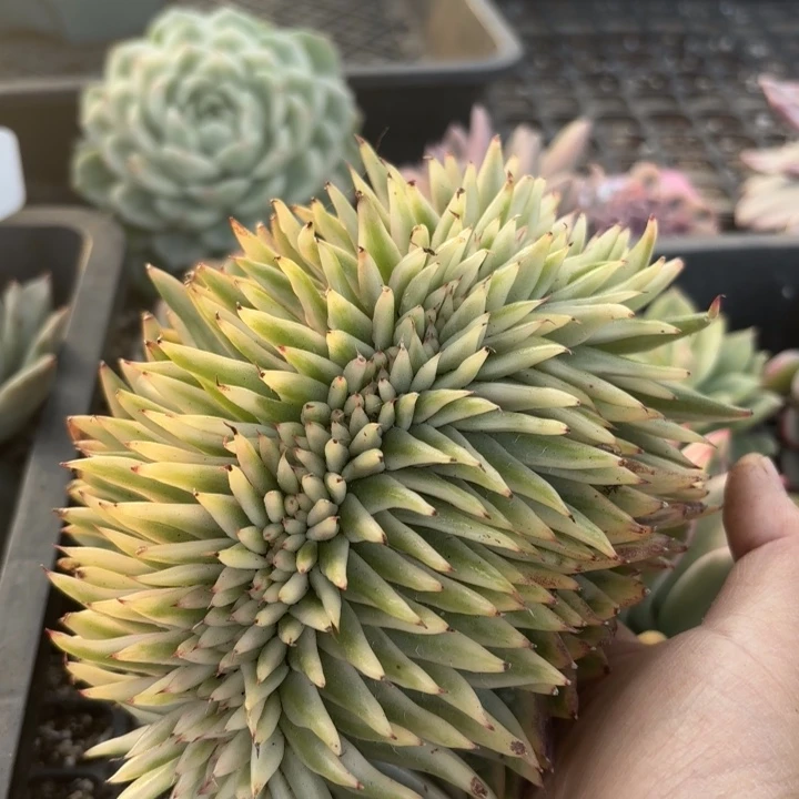 多肉植物多肉植物