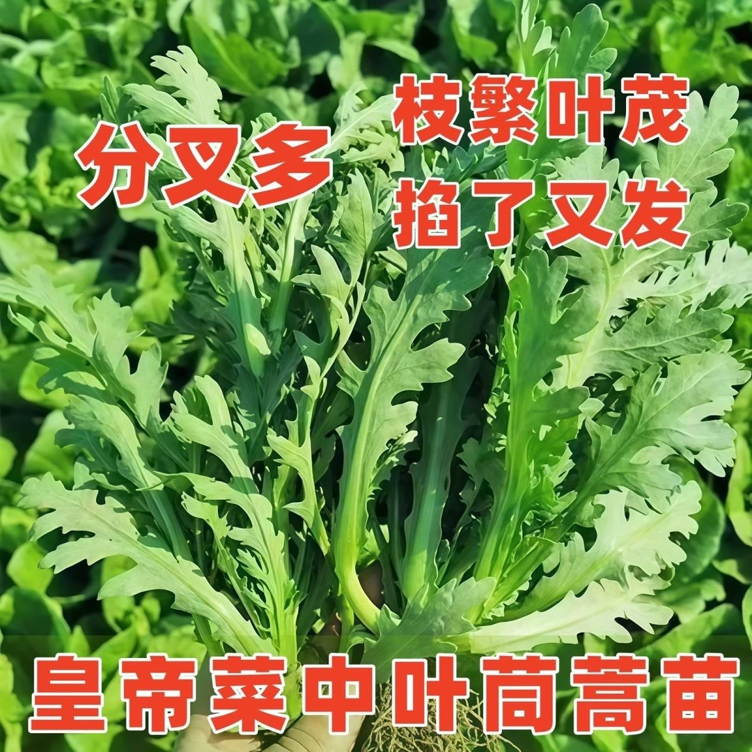 中叶茼蒿种子高产四季播阳台盆栽皇帝菜种子