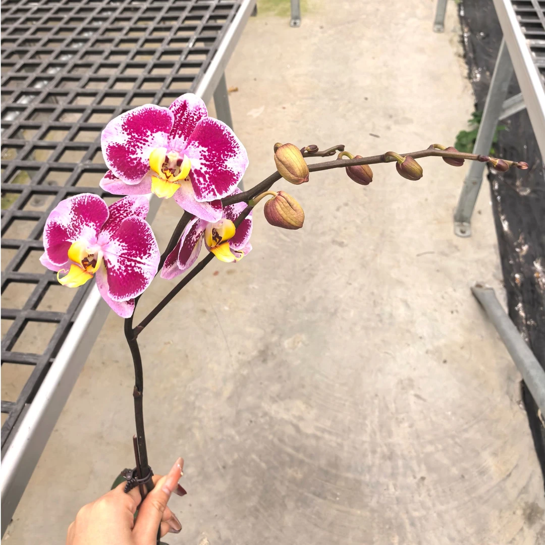 【太妃糖06】3.0寸中大花独特花纹蝴蝶兰带花发货（花多）花卉盆栽佛山基地批发直播次日达