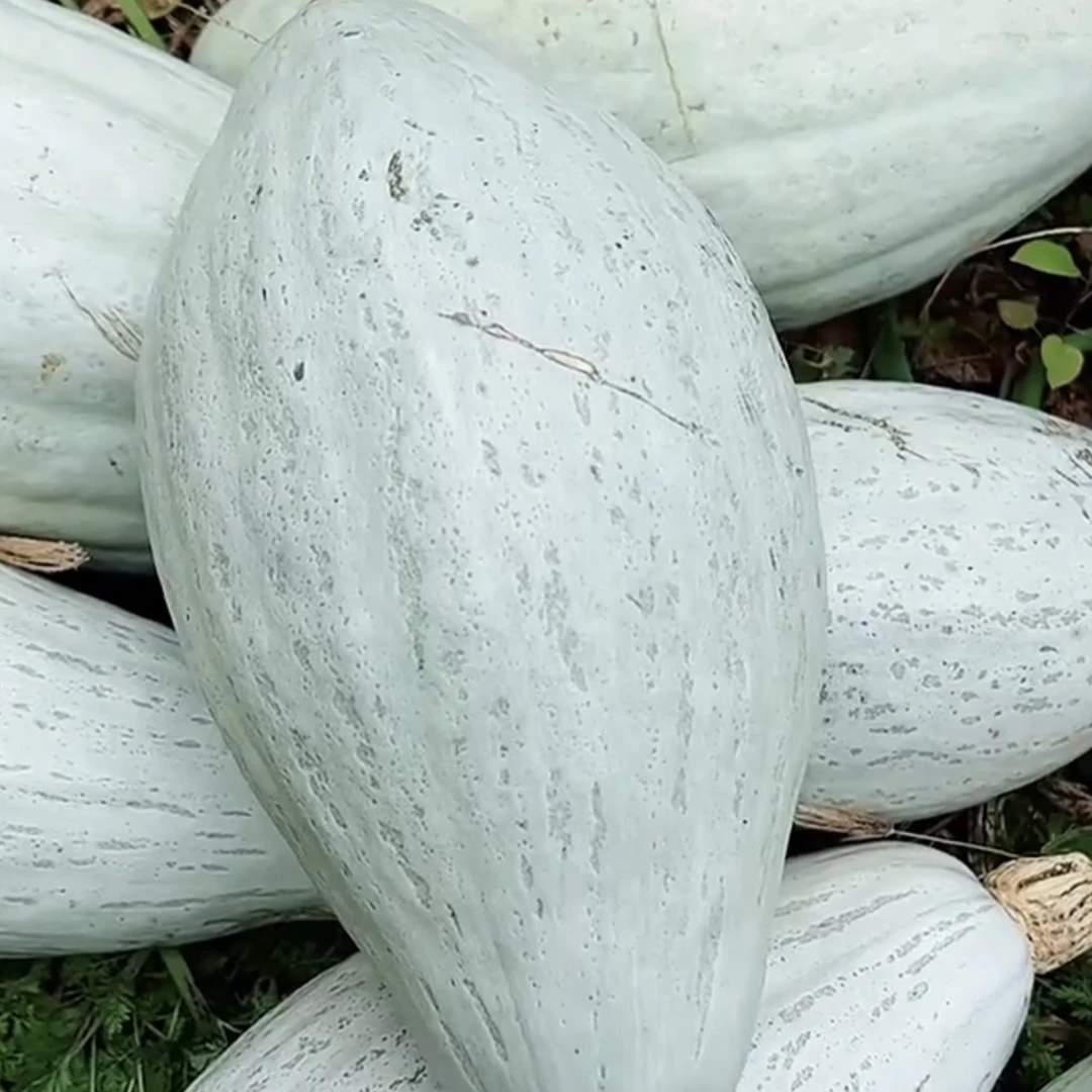 蛋黄香南瓜种子，10粒，两个包装随机发