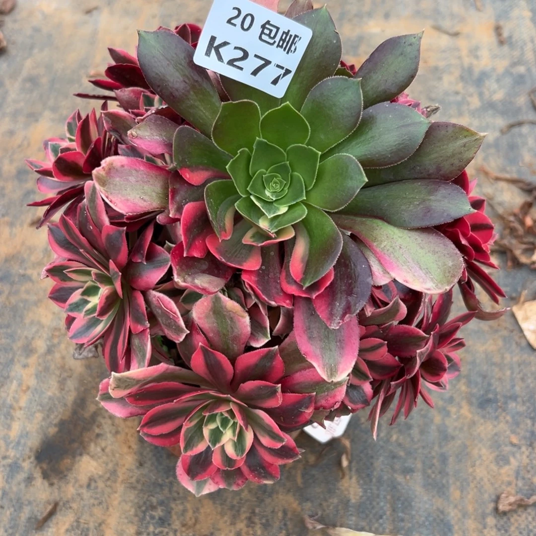 277女妖，满20包邮