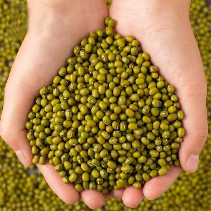 农家绿豆250g袋装绿豆糕绿豆沙绿豆汤食材清凉解暑易熟易烂