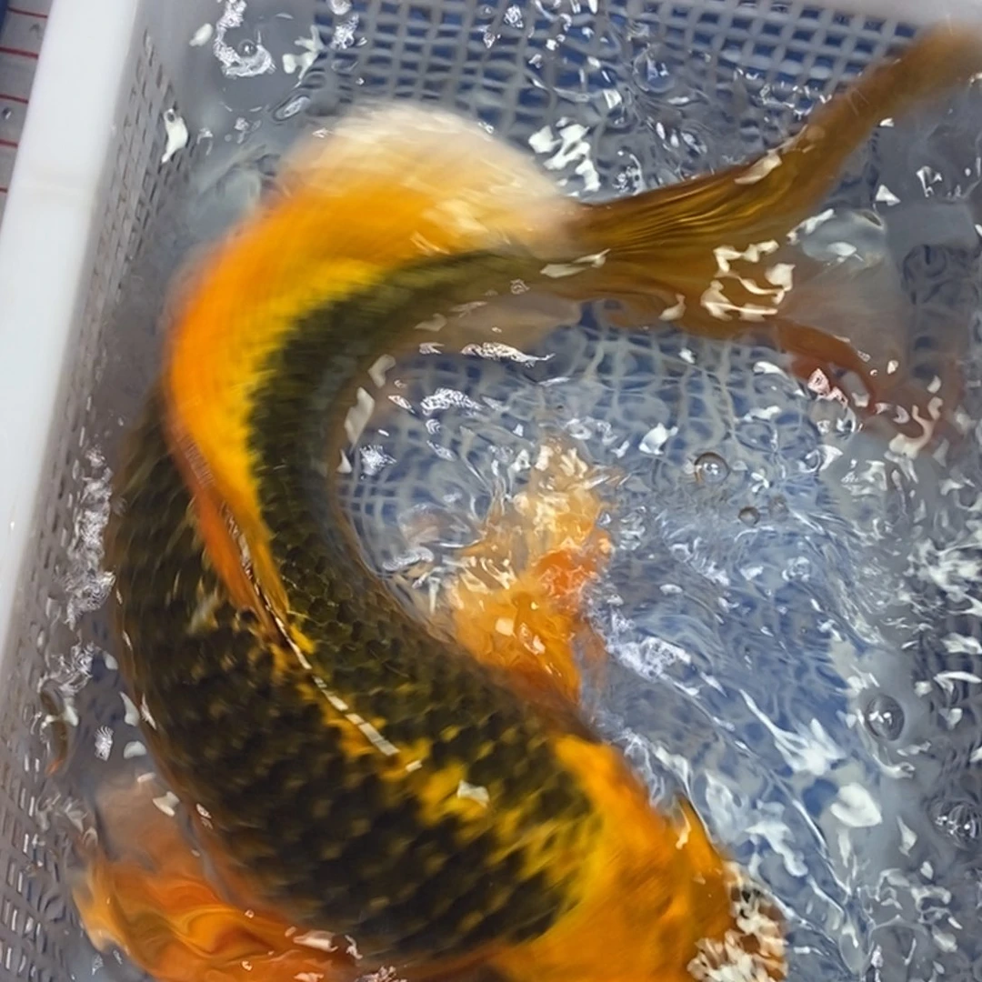 锦鲤冷水锦鲤包邮