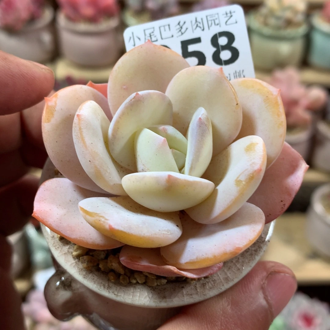 小尾巴多肉园艺迷你拇指盆栽A058