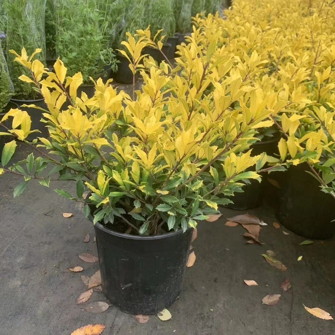 黄金枸骨球盆栽超大苗彩叶灌木耐寒耐热庭院花园花镜植物