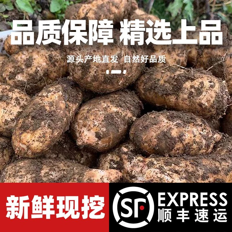 天麻之乡贵州大方鲜天麻仿生直发贵州天麻天麻正宗野天麻