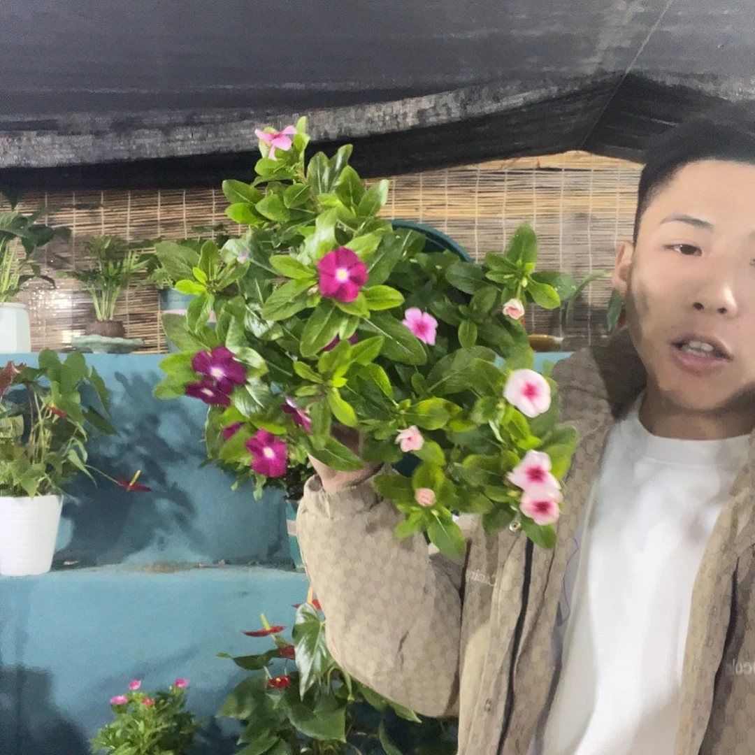 大部分花苞少量开放加仑盆天天开