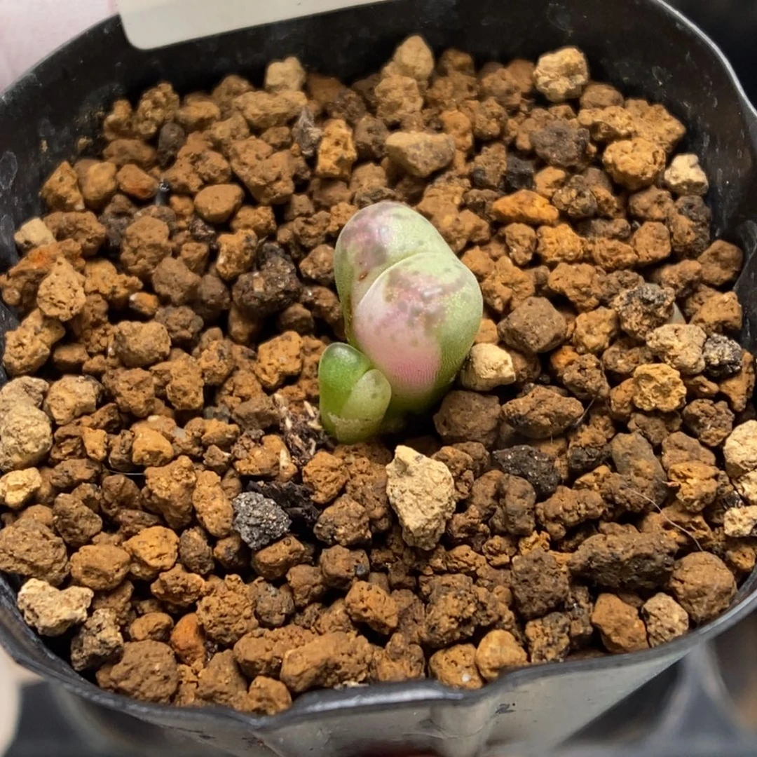 多肉植物肉锥杂交K-374