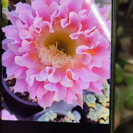 仙人球彩草云羽侧芽5公分左右
