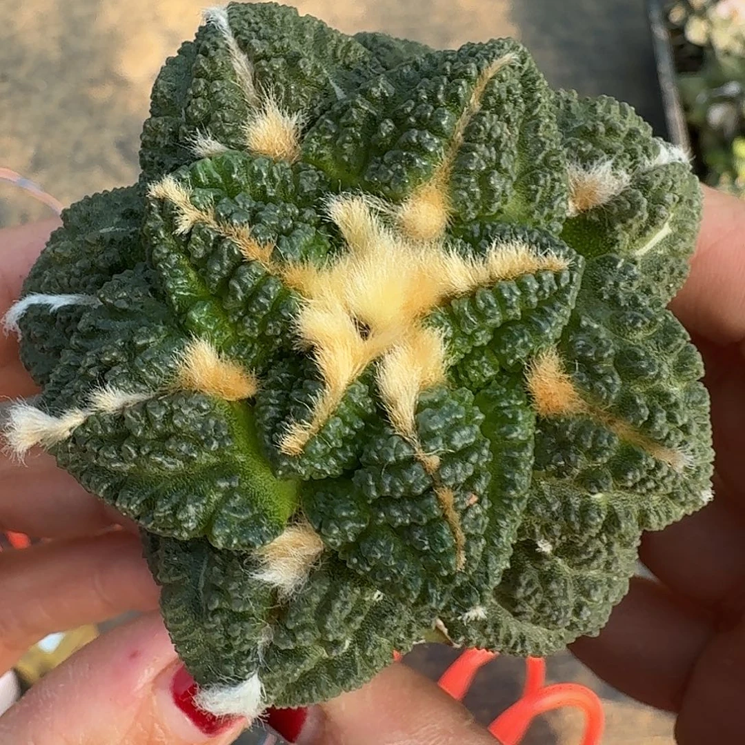 无花朵苗接大尤志贺龟甲牡丹271