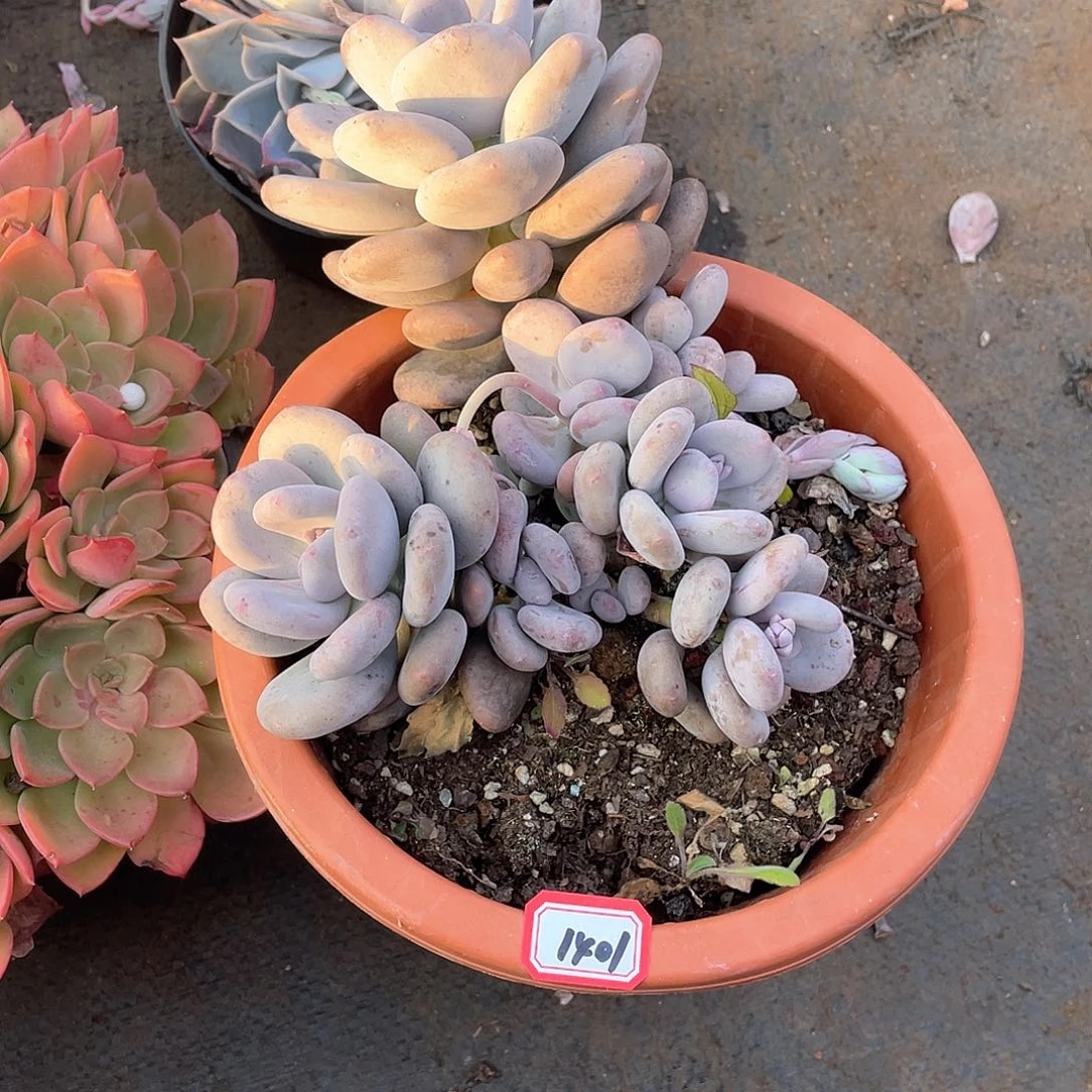 1401大叶奶 一物一拍多肉