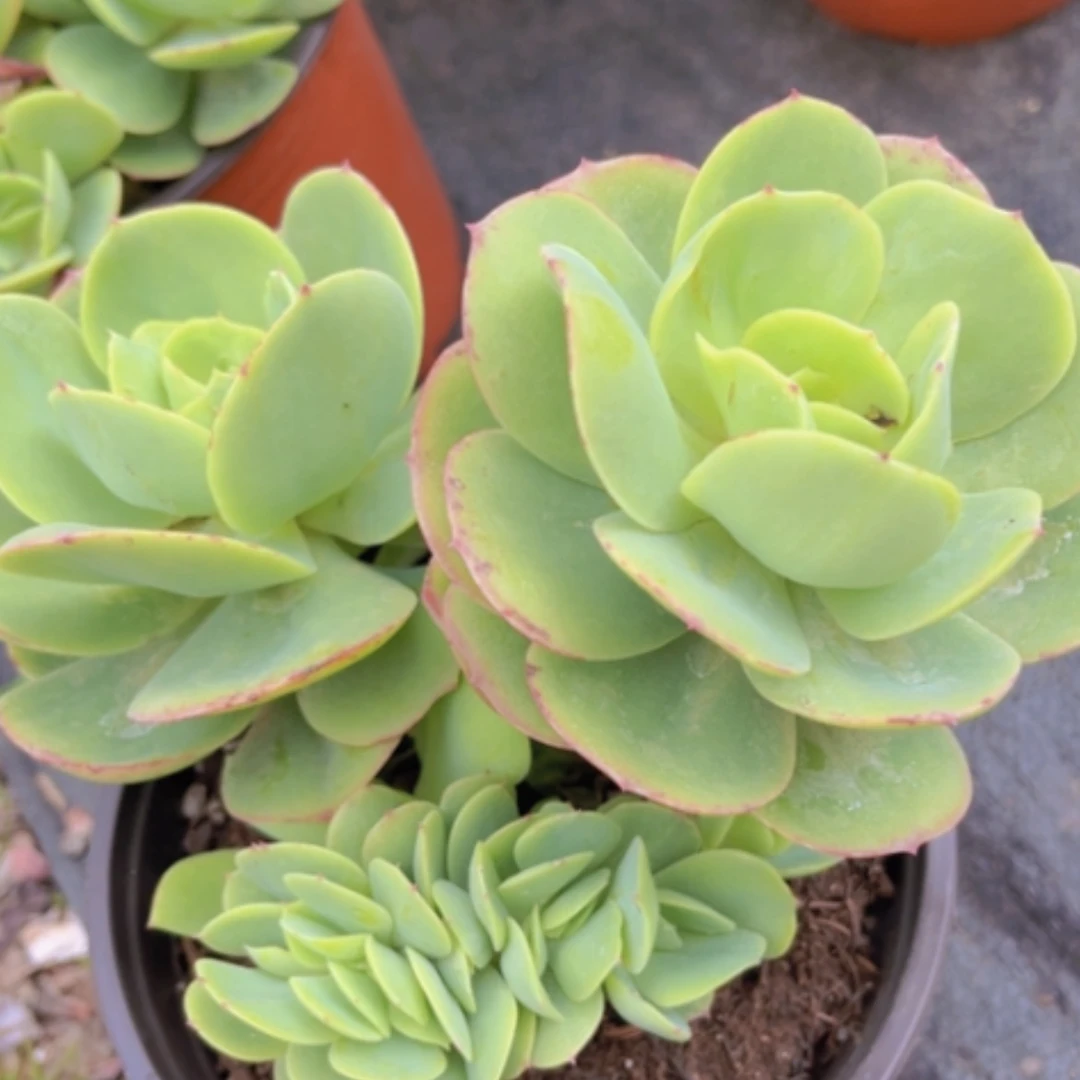 【闪购商品】碧桃缀14152