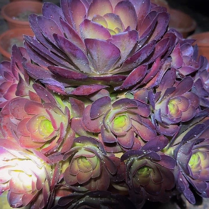 精品魅金玫瑰捧花亏本福利