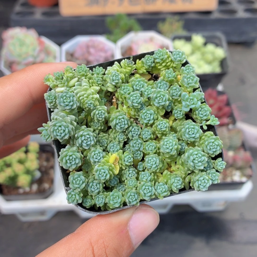 姬星美人多肉9.9包邮发货