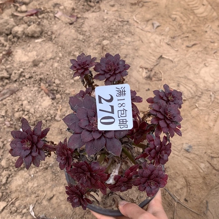 270黑天鹅手捧不包断枝2