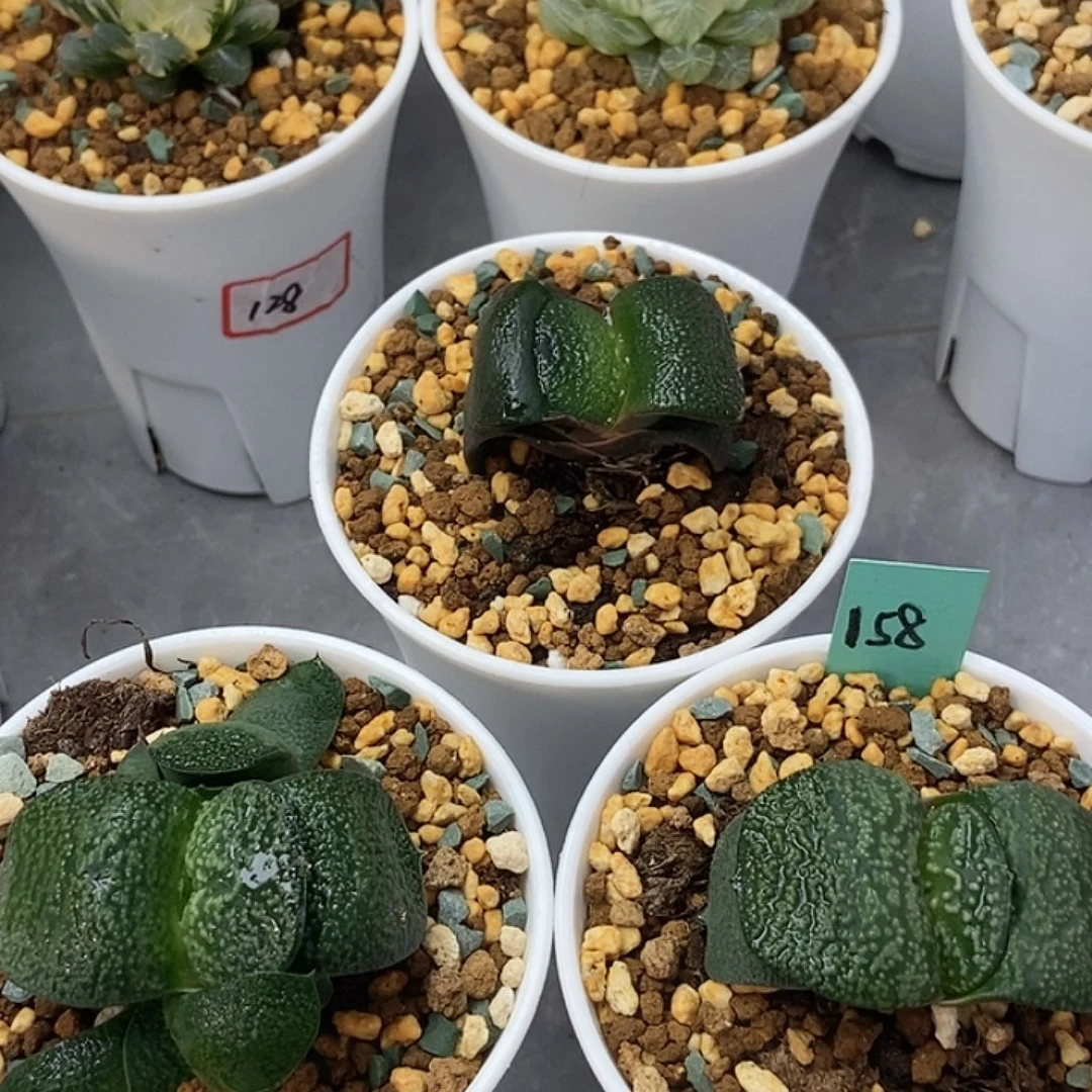 卧牛三颗15811111111111