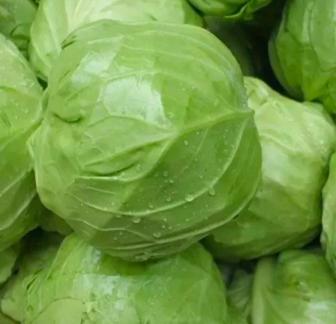 鄱阳本地露天种植包菜