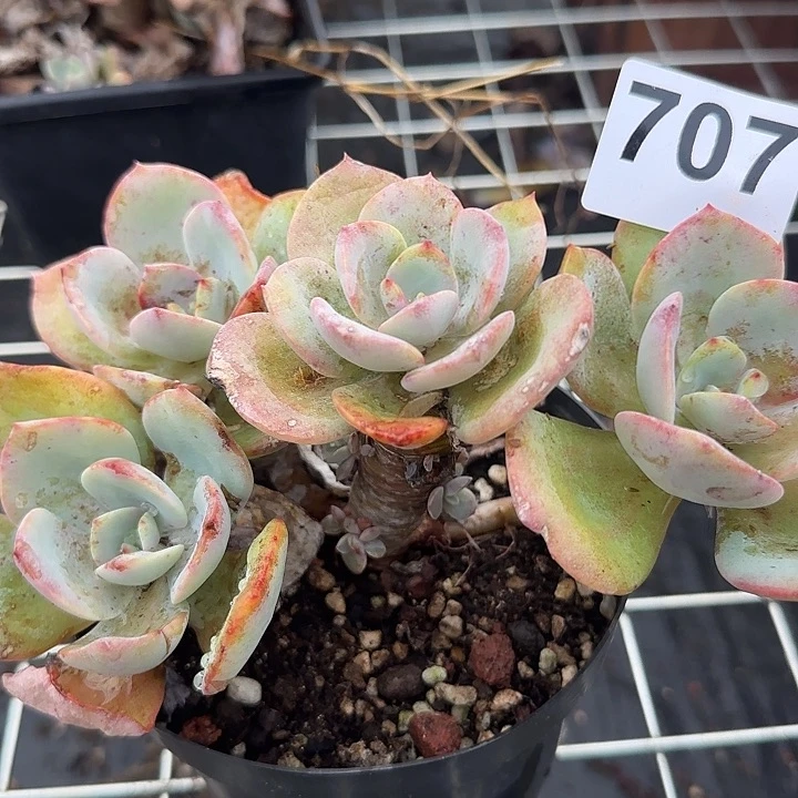 亿*惜707小白凤脱土发货不退不换