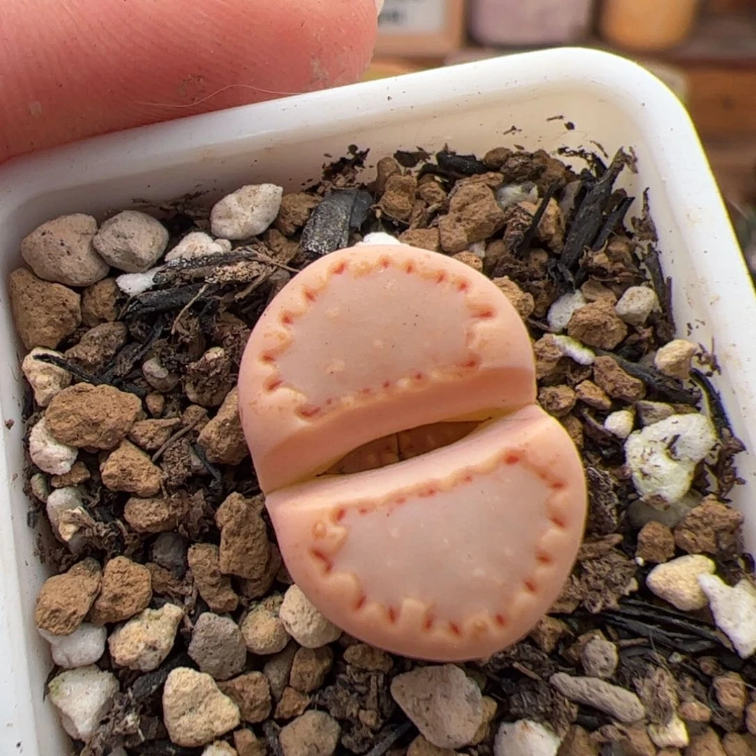 0409号饼干 多肉植物