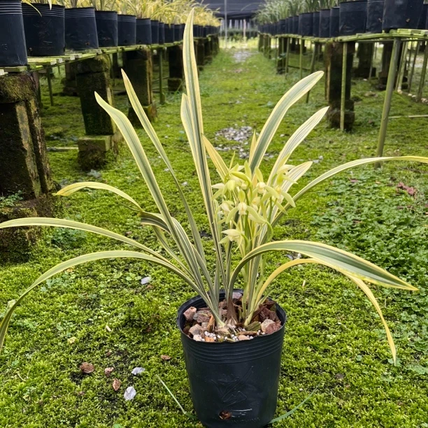 金边兰花建兰卧龙素中透素花浓香型艺草室内办公室桌面花卉绿植