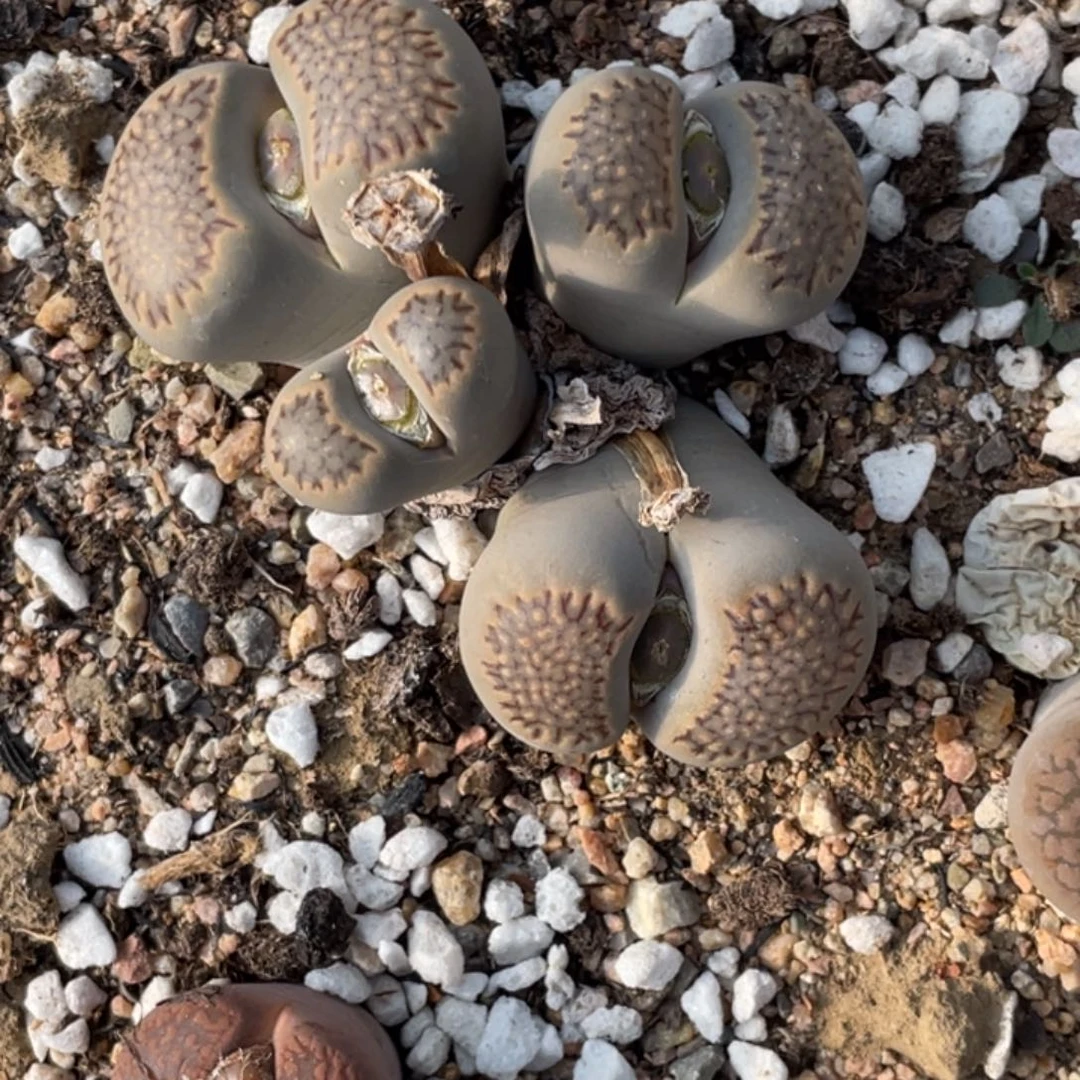 非偏远满20包邮175