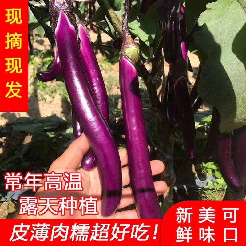 新鲜线茄子皮薄肉嫩软糯鲜甜农家自种应季蔬菜