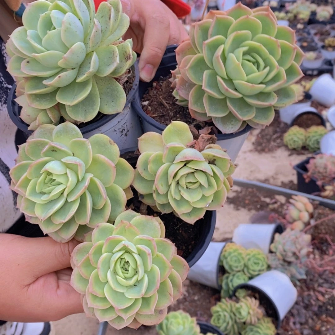 哈密瓜大单头起发三盆