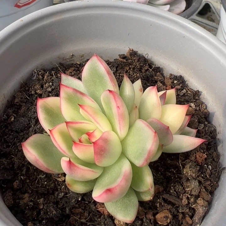 阿诗娜锦一物一拍锦龙