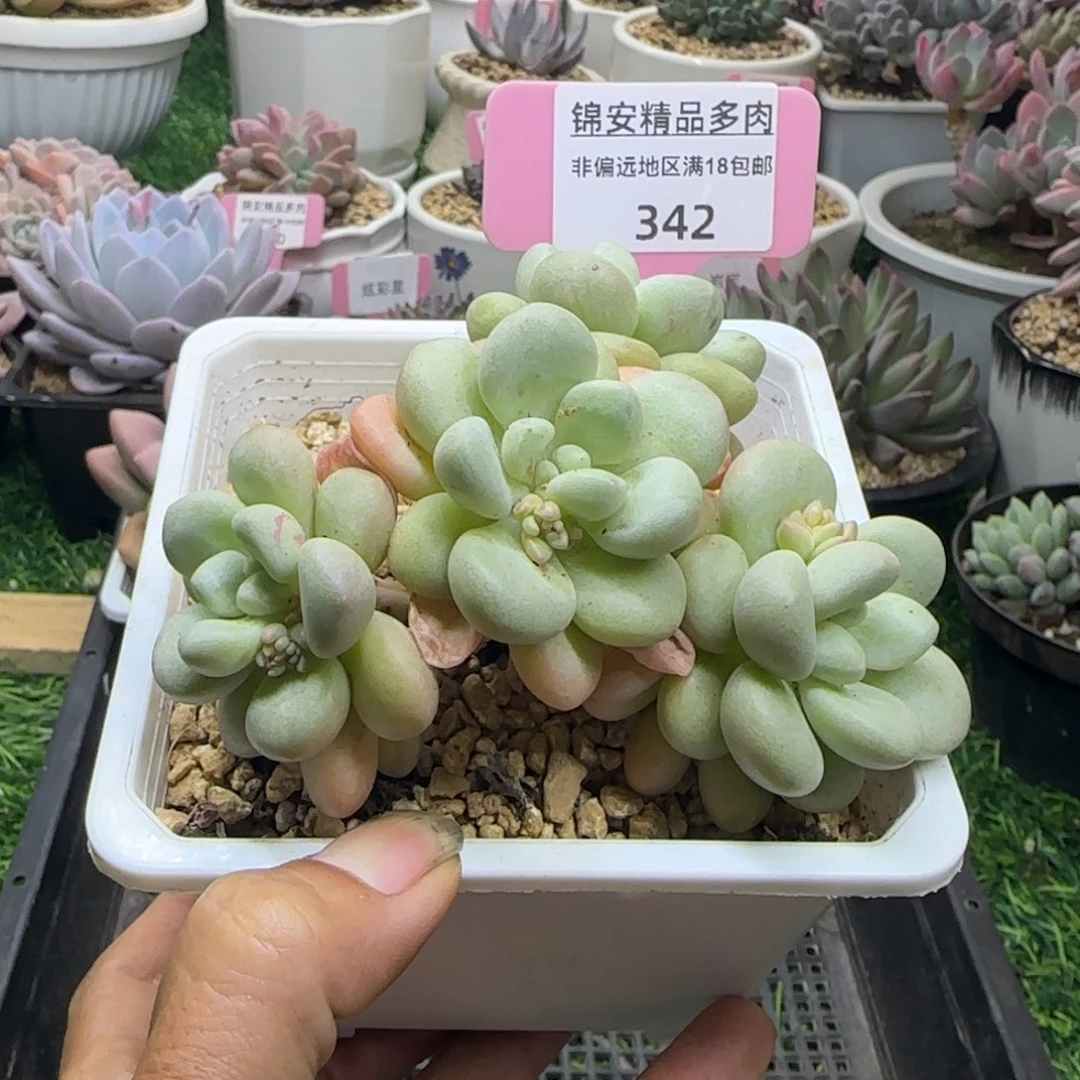 锦安精品多肉植物342