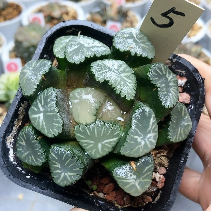 【闪购商品】5珊瑚万象