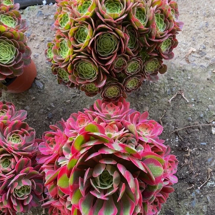 粉女巫➕奶白多肉1颗