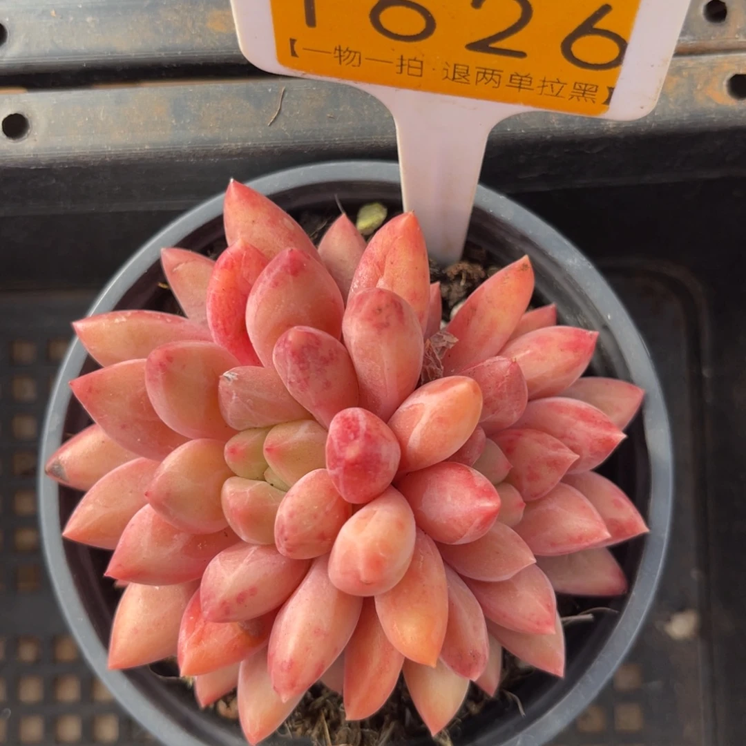 云尘多肉一物一拍1626