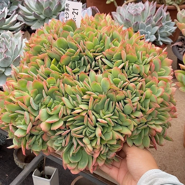 在***方记得拍冷链绮罗21