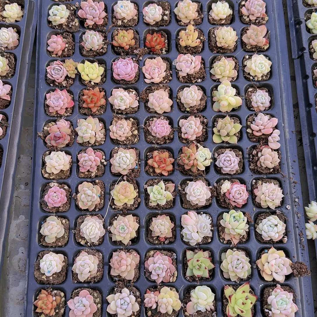 直播一物一拍多肉12